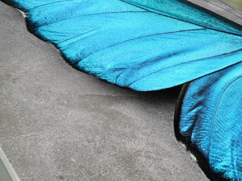 картина Синя пеперуда