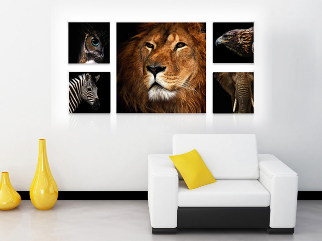 картини диви животни лъв слон зебра орел бухал