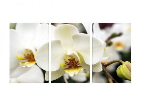 пано бели орхидеи 3 части