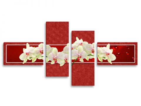 бели орхидеи червен фон