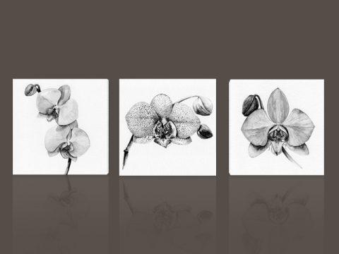 картина орхидеи графика, онлайн магазин картини