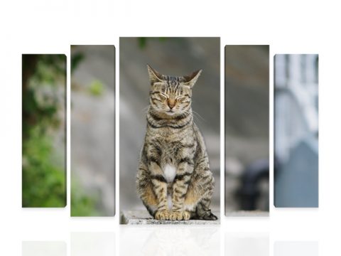 картина сива котка, онлайн магазин картини