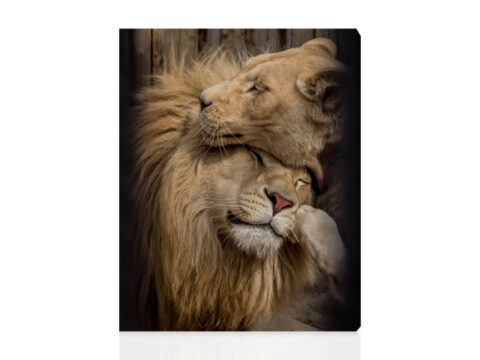 Картина Влюбени Лъвове