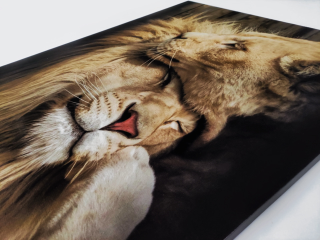картина влюбени лъвове